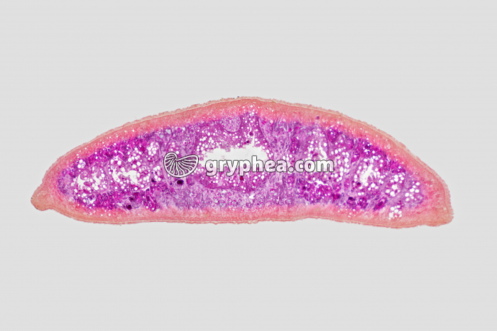 Planaire CT x25 - gryphea.org